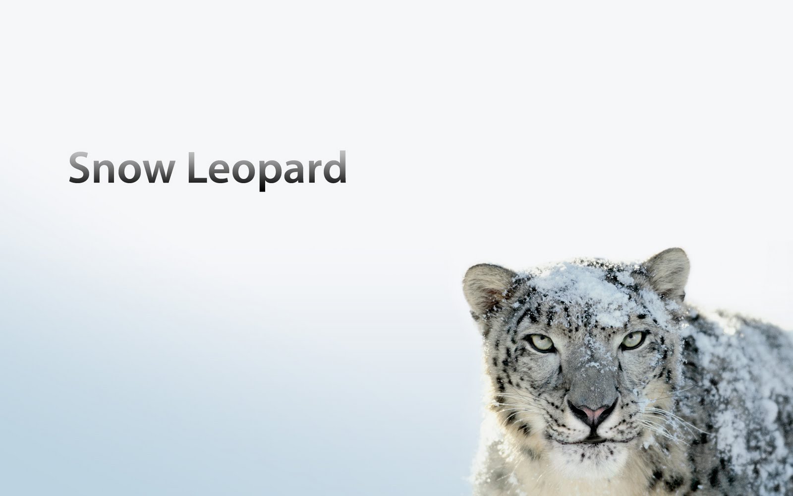 Download Skype For Mac Snow Leopard Free